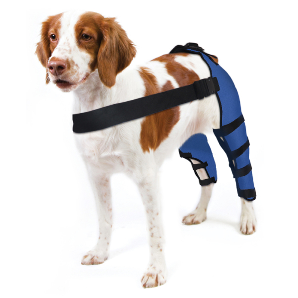Dog Knee Brace Post Surgery Injury