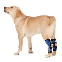 Dog Hock Ligament Wrap Brace Post Surgery Injury