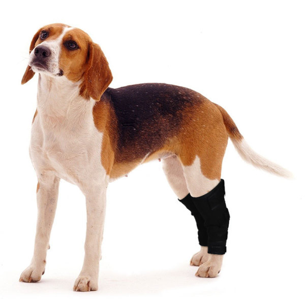 Dog Hock Wrap Braces Protector Post Surgery Injury