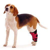 Dog Hock Wrap Braces Protector Post Surgery Injury