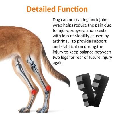 Dog Hock Brace