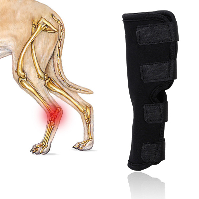 Dogs Hock Brace