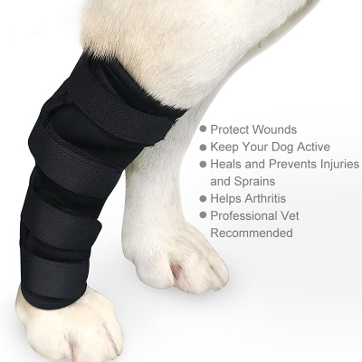 Dogs Hock Brace