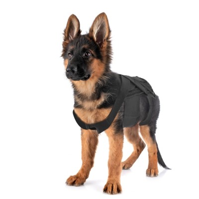 Dog Back Brace for  IVDD