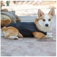 Dog Back Brace IVDD