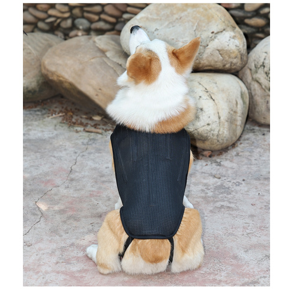 Dog Back Brace IVDD