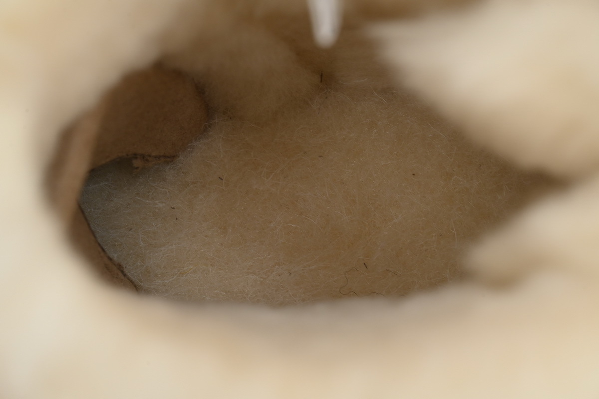 EM Sneakers UGG Mini Bailey Suede Bow Boot Khaki