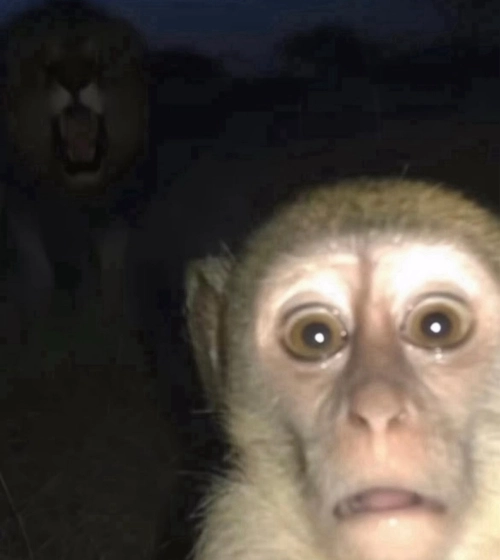 Balenciaga 10 XL White and Black 784342 W2MV2 9110 review 