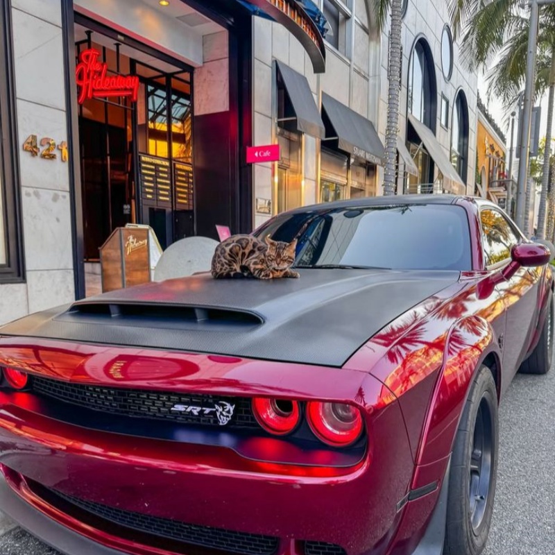 Universal DIY Cut Vinyl Car Wrap – Ravoony Plus Custom Fit Series