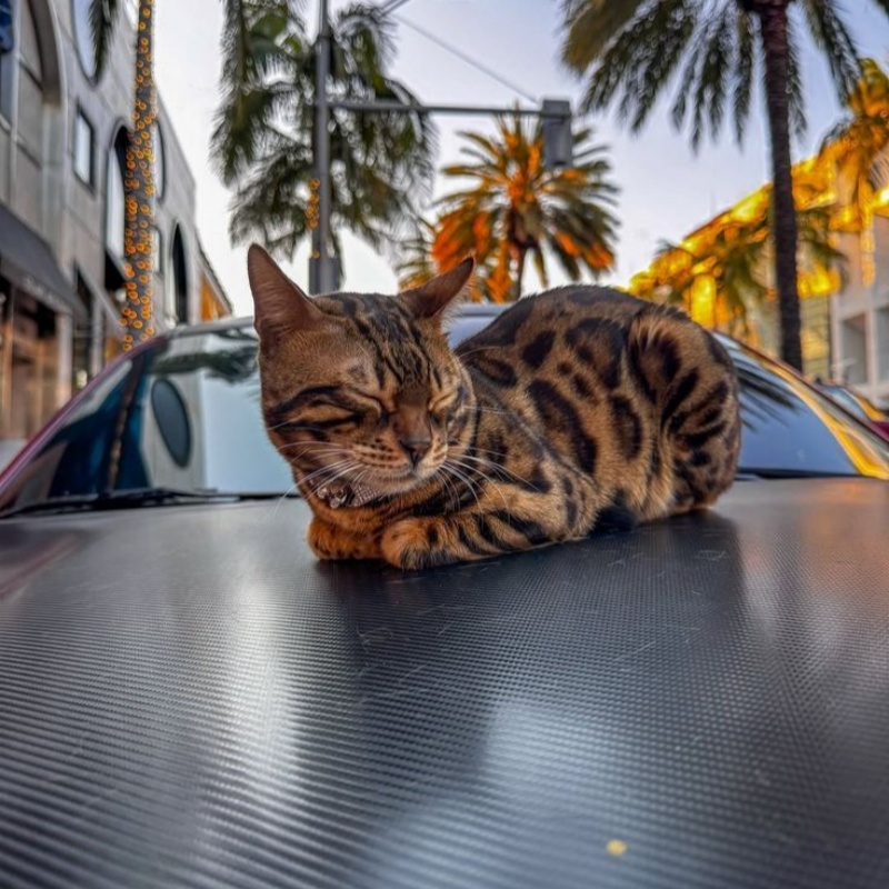 Universal DIY Cut Vinyl Car Wrap – Ravoony Plus Custom Fit Series