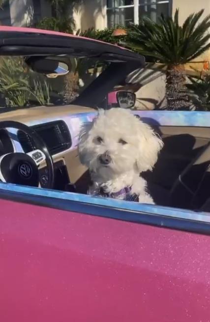 Ravoony Jellybean Pink Gloss Car Vinyl Wrap review 0