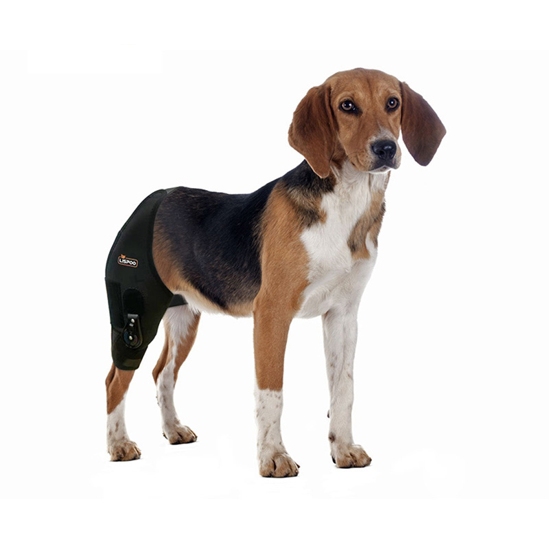 Adjustable Dog Acl Brace11