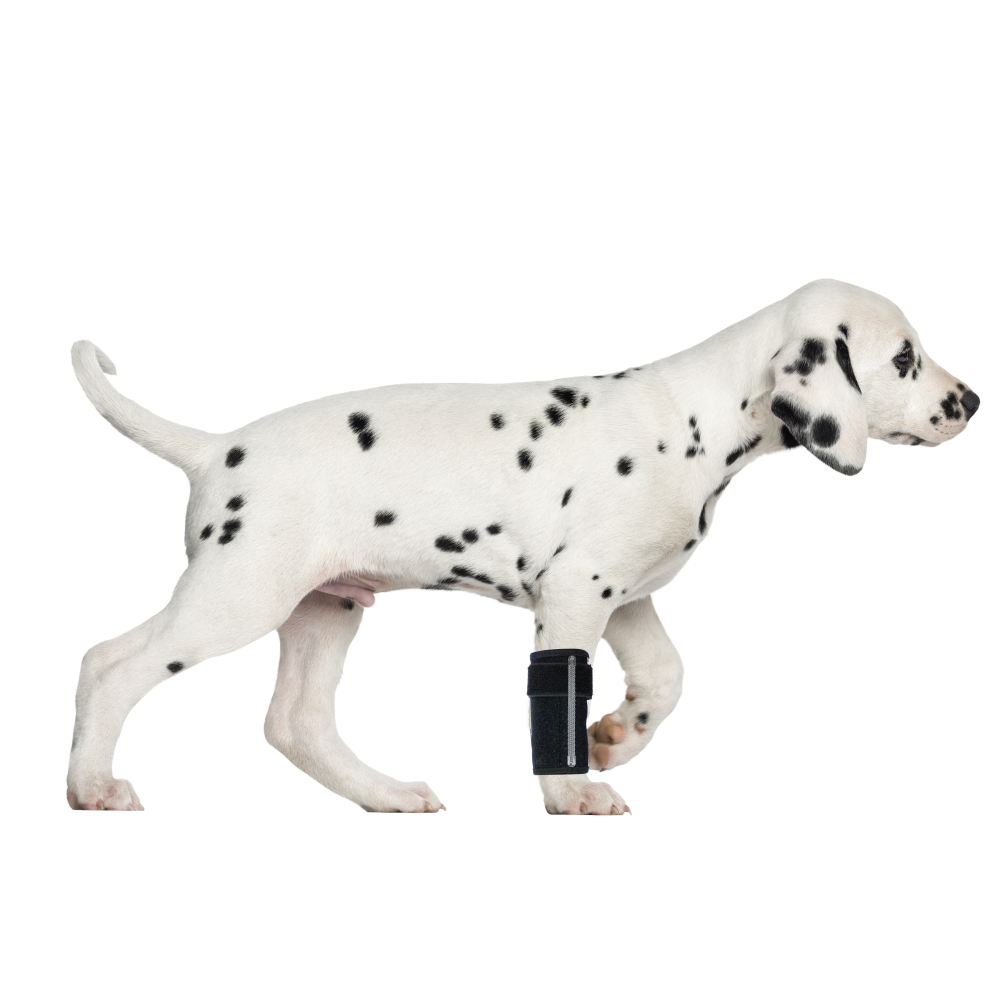 Extra Supportive Dog Carpal Brace00