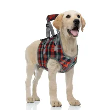 Dog Support Harness Front End04