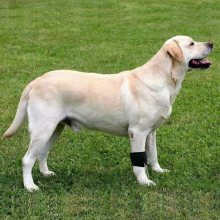  Dog No-Knuckling Brace11