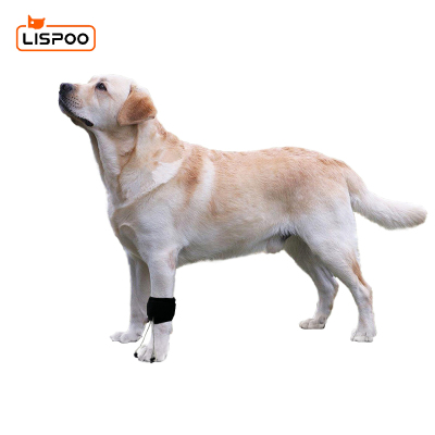  Dog No-Knuckling Brace 01