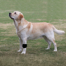  Dog No-Knuckling Brace10