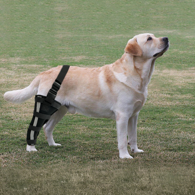 Hinged Dog Leg Brace 02