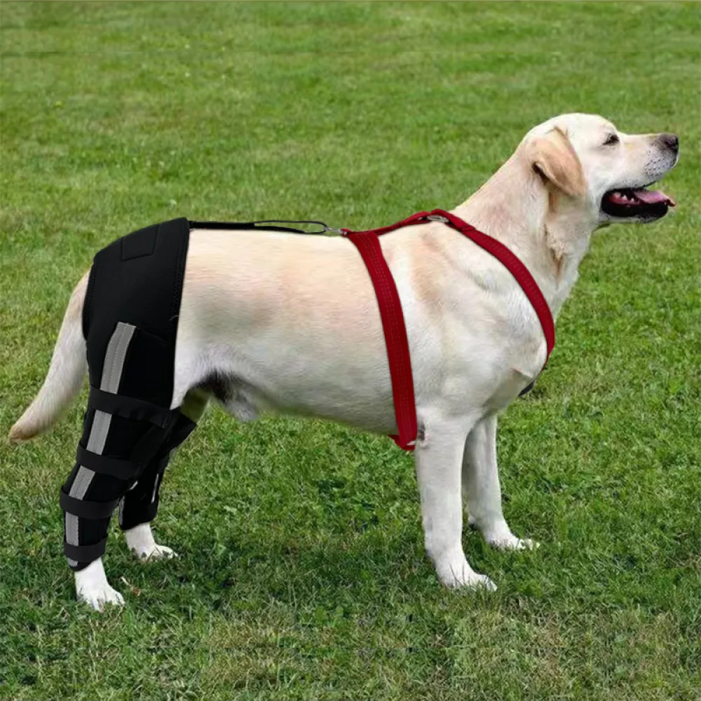 Luxating Patella Dog Knee Brace08