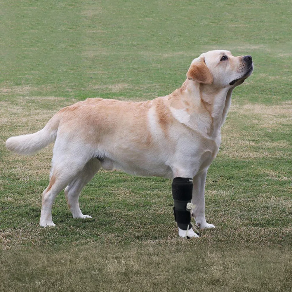 No Knuckling Training Sock For Dogs07