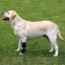 No Knuckling Training Sock For Dogs08