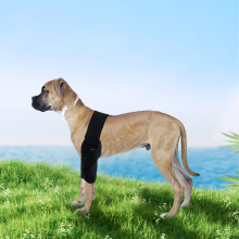 Dog Double Elbow & Shoulder Brace11