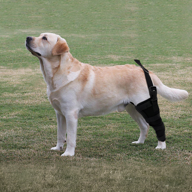 Dog Single Leg Brace08