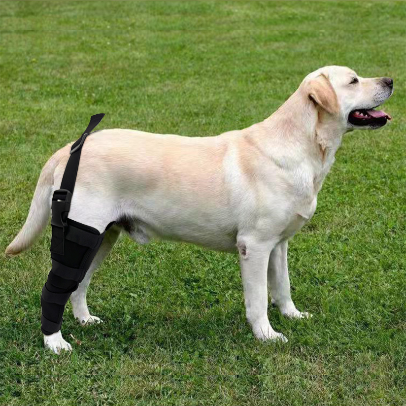 Dog Single Leg Brace07