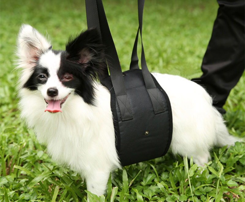 Dog Support Sling10