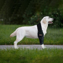 Dog Double Elbow & Shoulder Brace10