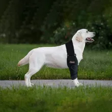 Dog Double Elbow & Shoulder Brace10