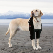 Dog Double Elbow & Shoulder Brace12