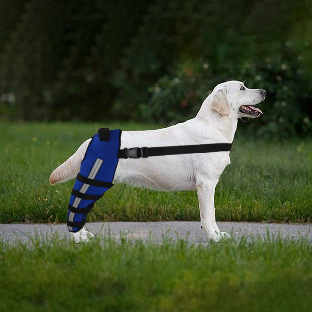 Dog Double Leg Brace09