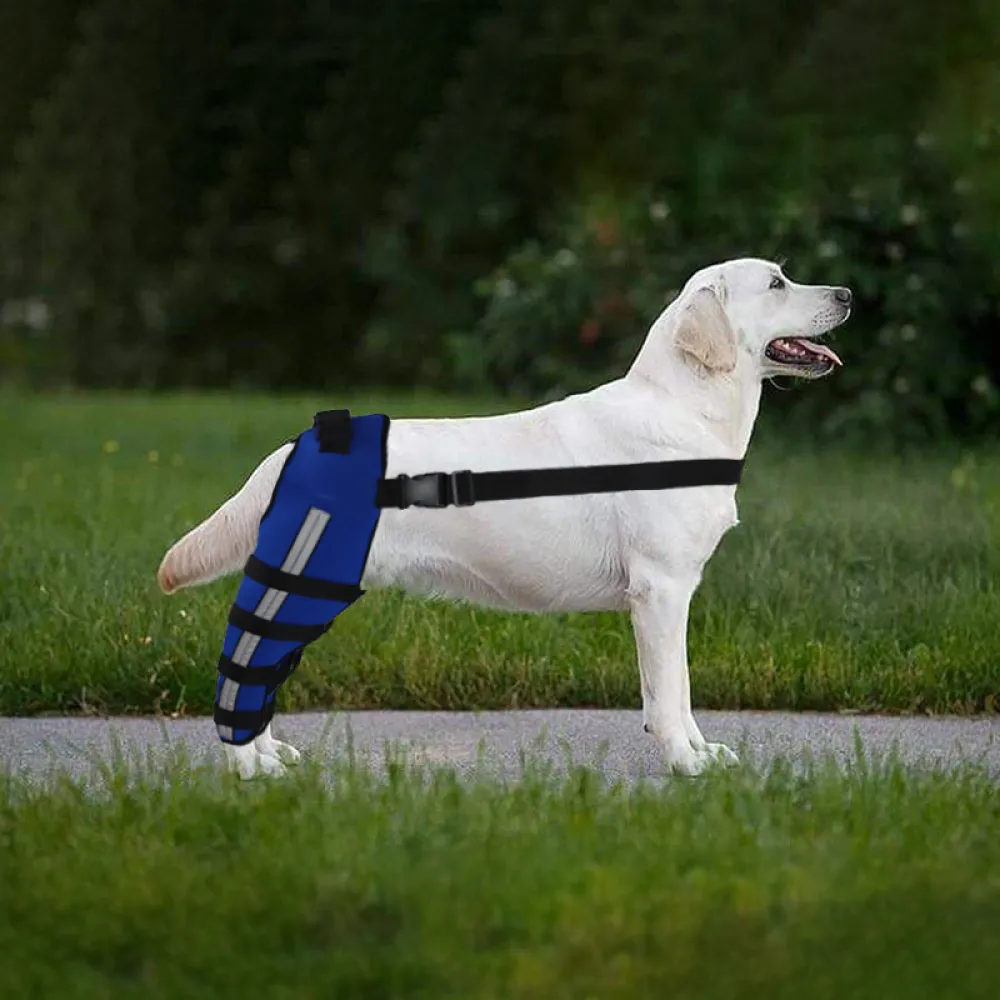 Dog Double Leg Brace09
