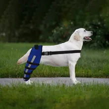 Dog Double Leg Brace09