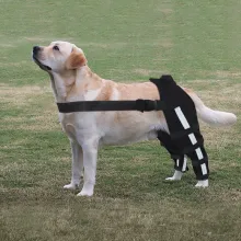 Dog Double Leg Brace10