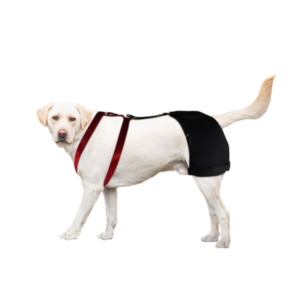 Dog Hip Dysplasia Brace12