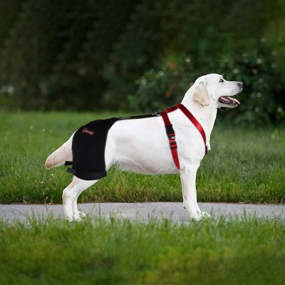 Dog Hip Dysplasia Brace 02