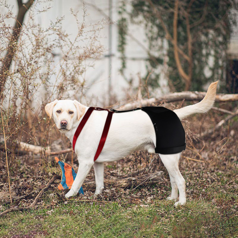 Dog Hip Dysplasia Brace11