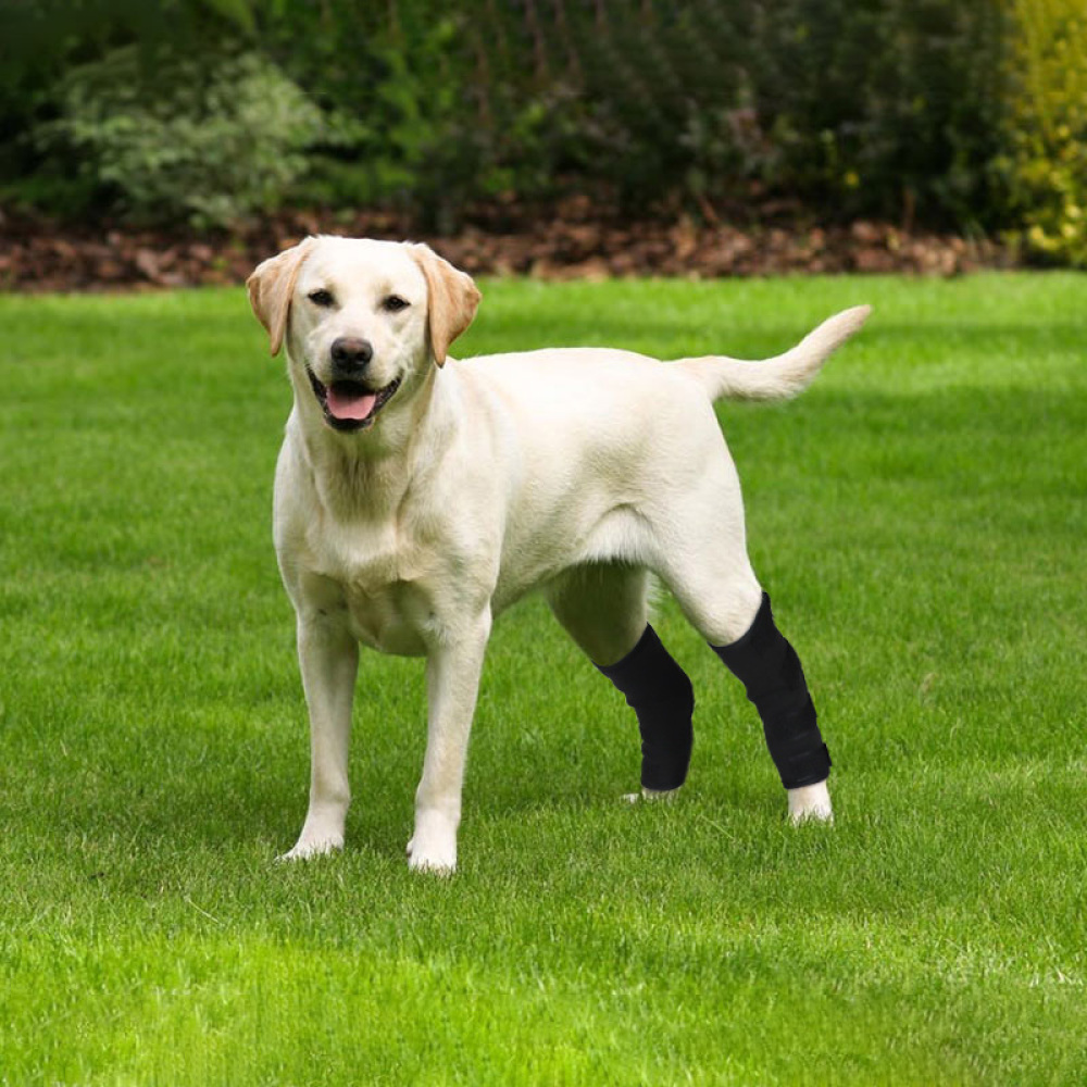 Dog Hock Wrap Braces Protector09