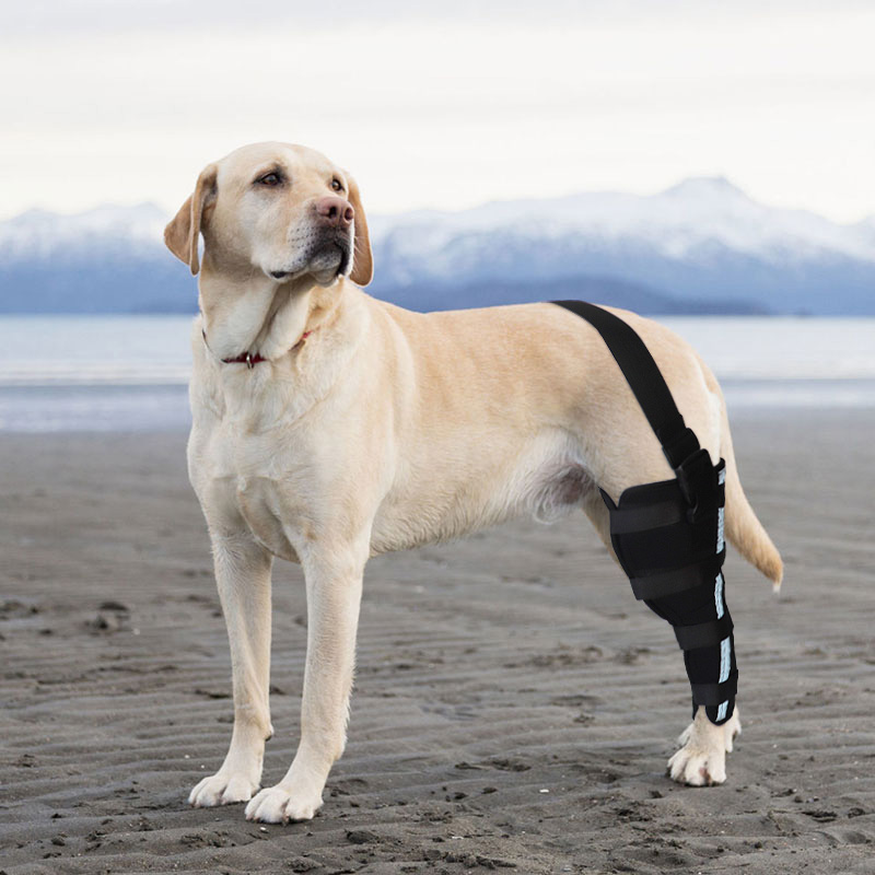 Hinged Dog Leg Brace04