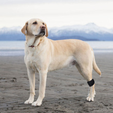 No Knuckling Training Sock For Dogs10