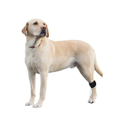 No Knuckling Training Sock For Dogs 02