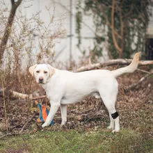 No Knuckling Training Sock For Dogs09
