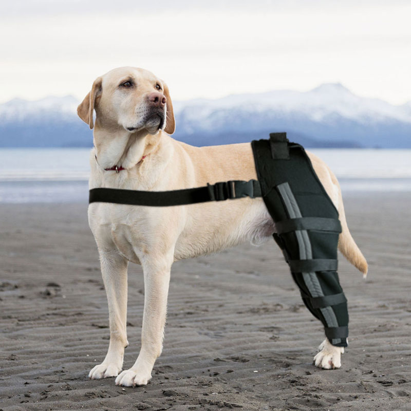 Dog Double Hind Legs Support06