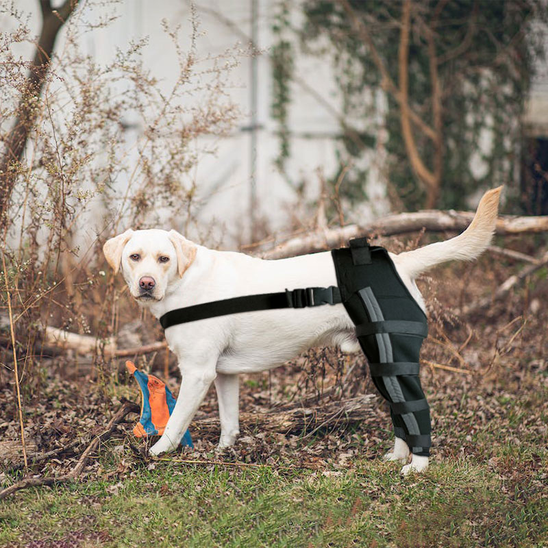 Dog Double Hind Legs Support08