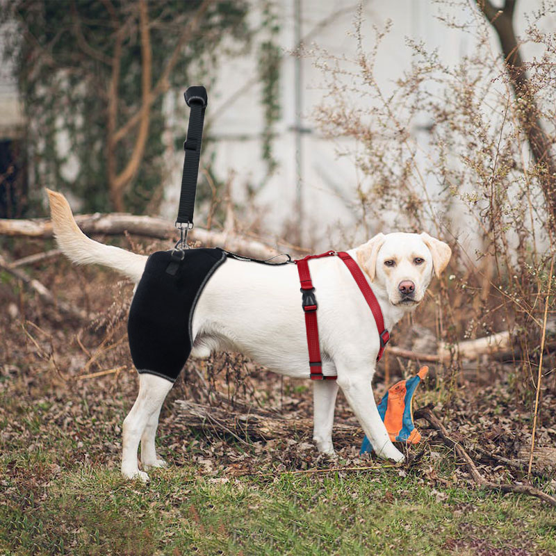 Hip Brace for Dogs with Hip Dysplasia KindlyDogs