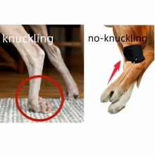  Dog No-Knuckling Brace08