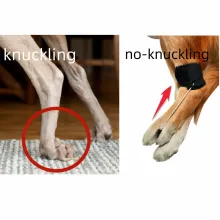  Dog No-Knuckling Brace08