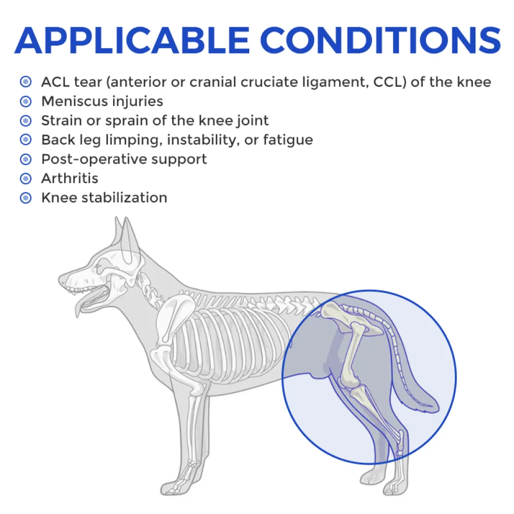 Dog Double Hind Legs Support02